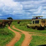 Safari en Afrique : le circuit nord de la Tanzanie